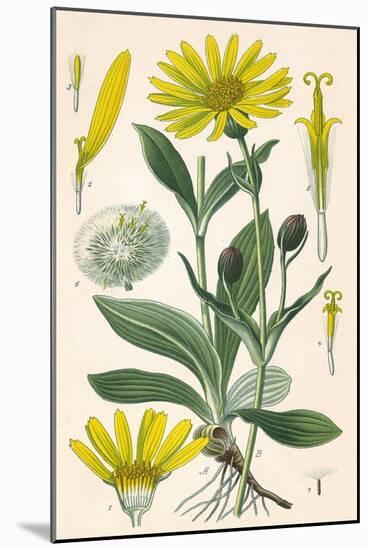 Plants, Arnica Montana-null-Mounted Art Print