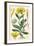 Plants, Arnica Montana-null-Framed Art Print