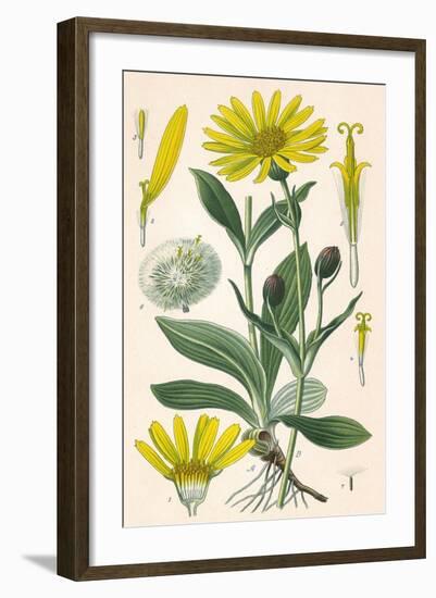 Plants, Arnica Montana-null-Framed Art Print