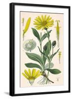 Plants, Arnica Montana-null-Framed Art Print