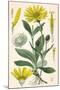 Plants, Arnica Montana-null-Mounted Art Print