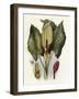 Plants, Arum Maculatum-CF Newall-Framed Art Print