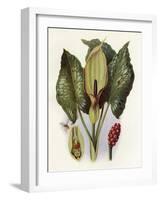 Plants, Arum Maculatum-CF Newall-Framed Art Print