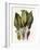 Plants, Arum Maculatum-CF Newall-Framed Art Print