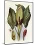 Plants, Arum Maculatum-CF Newall-Mounted Art Print