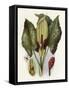 Plants, Arum Maculatum-CF Newall-Framed Stretched Canvas
