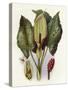 Plants, Arum Maculatum-CF Newall-Stretched Canvas