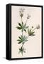 Plants, Asperula Odorata-F Edward Hulme-Framed Stretched Canvas