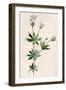 Plants, Asperula Odorata-F Edward Hulme-Framed Art Print