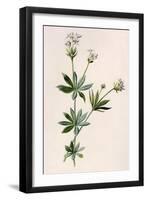 Plants, Asperula Odorata-F Edward Hulme-Framed Art Print