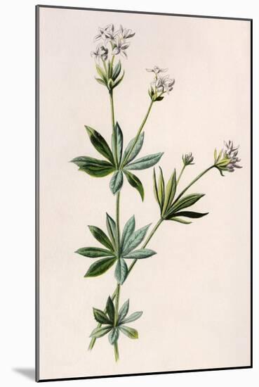 Plants, Asperula Odorata-F Edward Hulme-Mounted Art Print