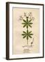 Plants, Asperula Odorata-Mabel E Step-Framed Art Print