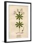 Plants, Asperula Odorata-Mabel E Step-Framed Art Print