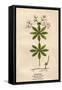 Plants, Asperula Odorata-Mabel E Step-Framed Stretched Canvas