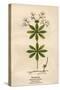 Plants, Asperula Odorata-Mabel E Step-Stretched Canvas