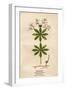Plants, Asperula Odorata-Mabel E Step-Framed Art Print