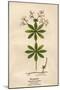 Plants, Asperula Odorata-Mabel E Step-Mounted Art Print