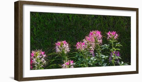 Plants at a garden, Niagara Parks School Of Horticulture, Niagara Falls, Ontario, Canada-null-Framed Photographic Print