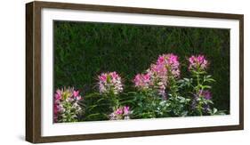 Plants at a garden, Niagara Parks School Of Horticulture, Niagara Falls, Ontario, Canada-null-Framed Photographic Print