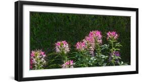 Plants at a garden, Niagara Parks School Of Horticulture, Niagara Falls, Ontario, Canada-null-Framed Photographic Print