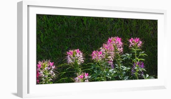 Plants at a garden, Niagara Parks School Of Horticulture, Niagara Falls, Ontario, Canada-null-Framed Photographic Print