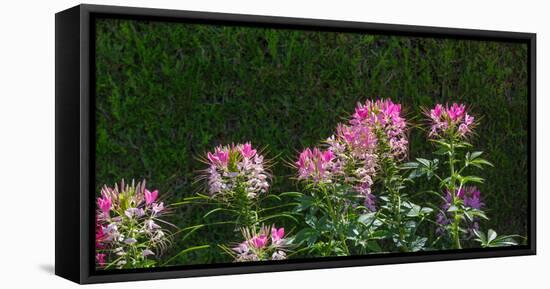 Plants at a garden, Niagara Parks School Of Horticulture, Niagara Falls, Ontario, Canada-null-Framed Stretched Canvas