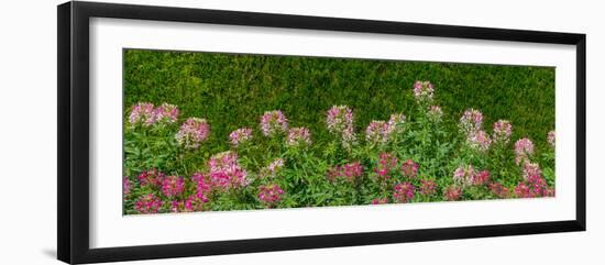 Plants at a garden, Niagara Parks School Of Horticulture, Niagara Falls, Ontario, Canada-null-Framed Photographic Print