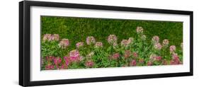 Plants at a garden, Niagara Parks School Of Horticulture, Niagara Falls, Ontario, Canada-null-Framed Photographic Print