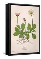 Plants, Bellis Perennis-Mabel E Step-Framed Stretched Canvas