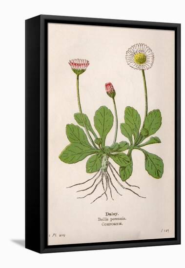 Plants, Bellis Perennis-Mabel E Step-Framed Stretched Canvas