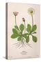 Plants, Bellis Perennis-Mabel E Step-Stretched Canvas