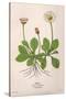 Plants, Bellis Perennis-Mabel E Step-Stretched Canvas