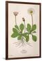 Plants, Bellis Perennis-Mabel E Step-Framed Art Print