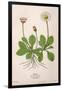 Plants, Bellis Perennis-Mabel E Step-Framed Art Print