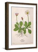 Plants, Bellis Perennis-Mabel E Step-Framed Art Print