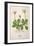Plants, Bellis Perennis-Mabel E Step-Framed Art Print