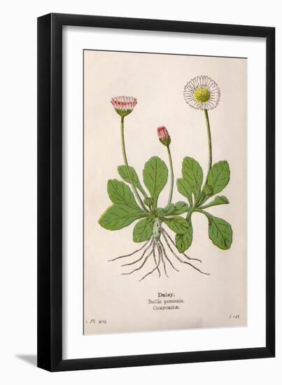 Plants, Bellis Perennis-Mabel E Step-Framed Art Print