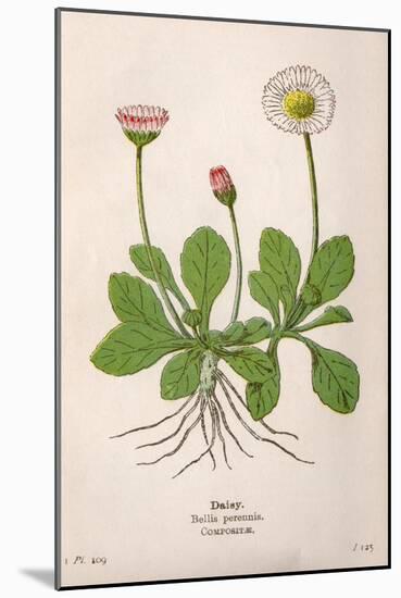 Plants, Bellis Perennis-Mabel E Step-Mounted Art Print