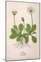 Plants, Bellis Perennis-Mabel E Step-Mounted Art Print