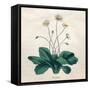 Plants, Bellis Perennis-null-Framed Stretched Canvas