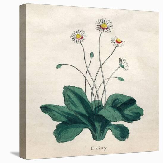 Plants, Bellis Perennis-null-Stretched Canvas