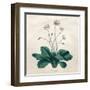 Plants, Bellis Perennis-null-Framed Art Print