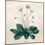 Plants, Bellis Perennis-null-Mounted Art Print