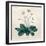 Plants, Bellis Perennis-null-Framed Art Print