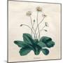 Plants, Bellis Perennis-null-Mounted Art Print