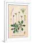 Plants, Bellis Perennis-null-Framed Art Print