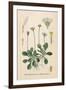 Plants, Bellis Perennis-null-Framed Art Print