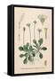 Plants, Bellis Perennis-null-Framed Stretched Canvas