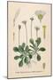 Plants, Bellis Perennis-null-Mounted Art Print