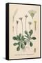 Plants, Bellis Perennis-null-Framed Stretched Canvas